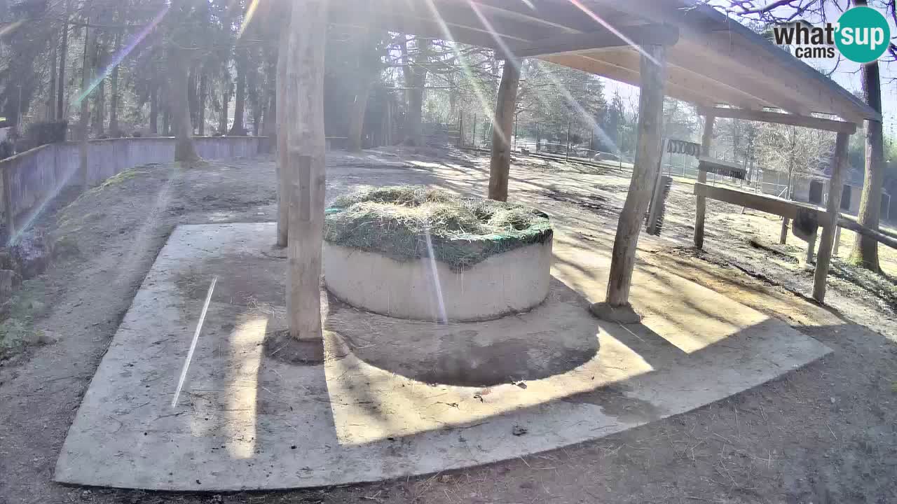 Zebre v živo v živalskem vrtu Ljubljana ZOO spletne kamere