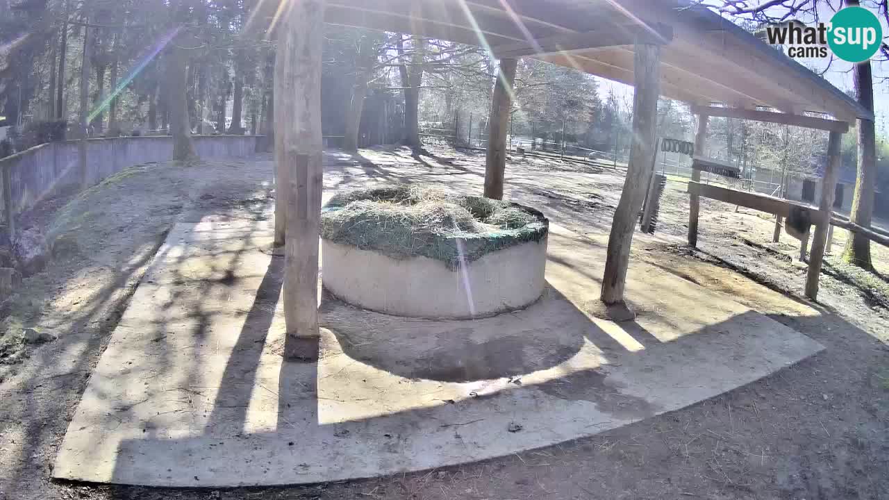 Zebre v živo v živalskem vrtu Ljubljana ZOO spletne kamere