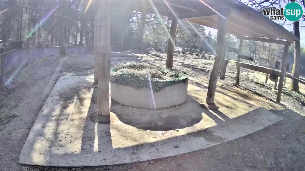 Live Webcam Zebras in Ljubljana ZOO – Slowenien