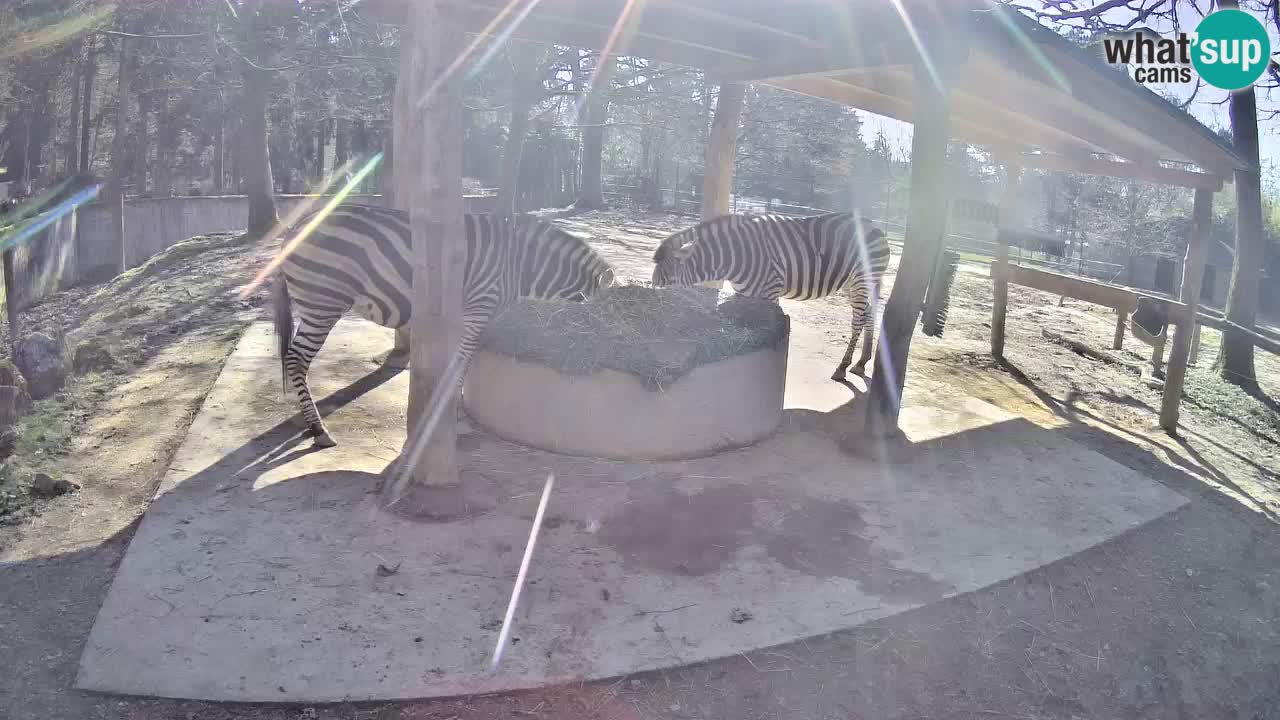 Zebre v živo v živalskem vrtu Ljubljana ZOO spletne kamere