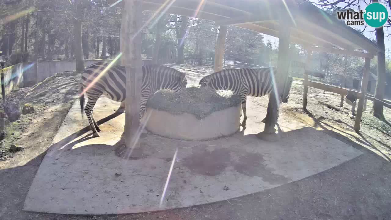 Live webcam Les zèbres in Ljubljana ZOO – Slovénie