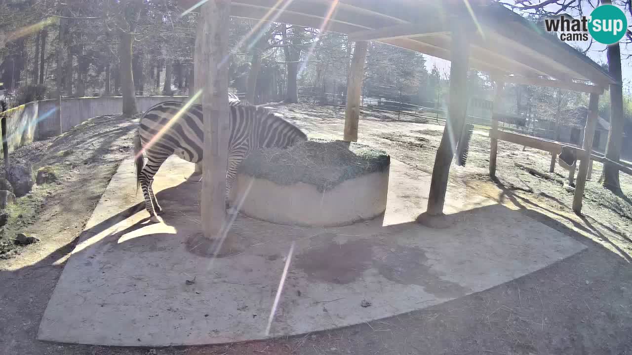 Live webcam Zebras in Ljubljana ZOO – Slovenia
