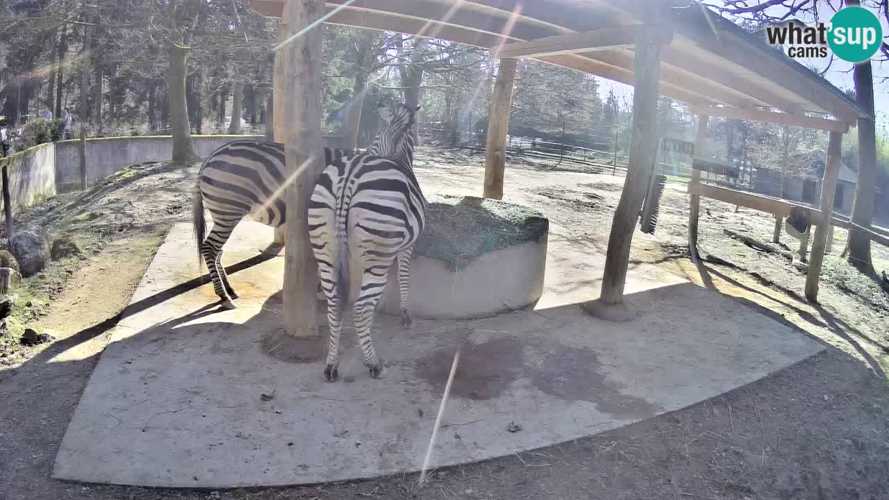 Live webcam Zebras in Ljubljana ZOO – Slovenia