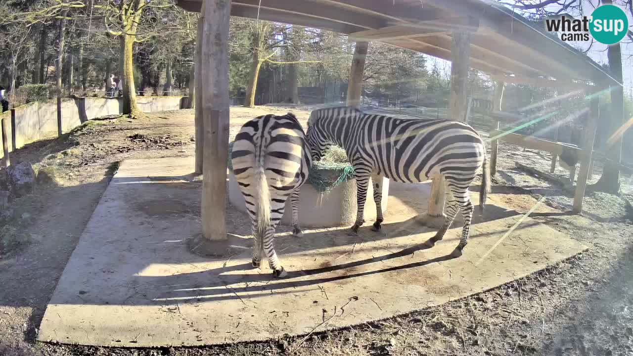 Live webcam Zebras in Ljubljana ZOO – Slovenia