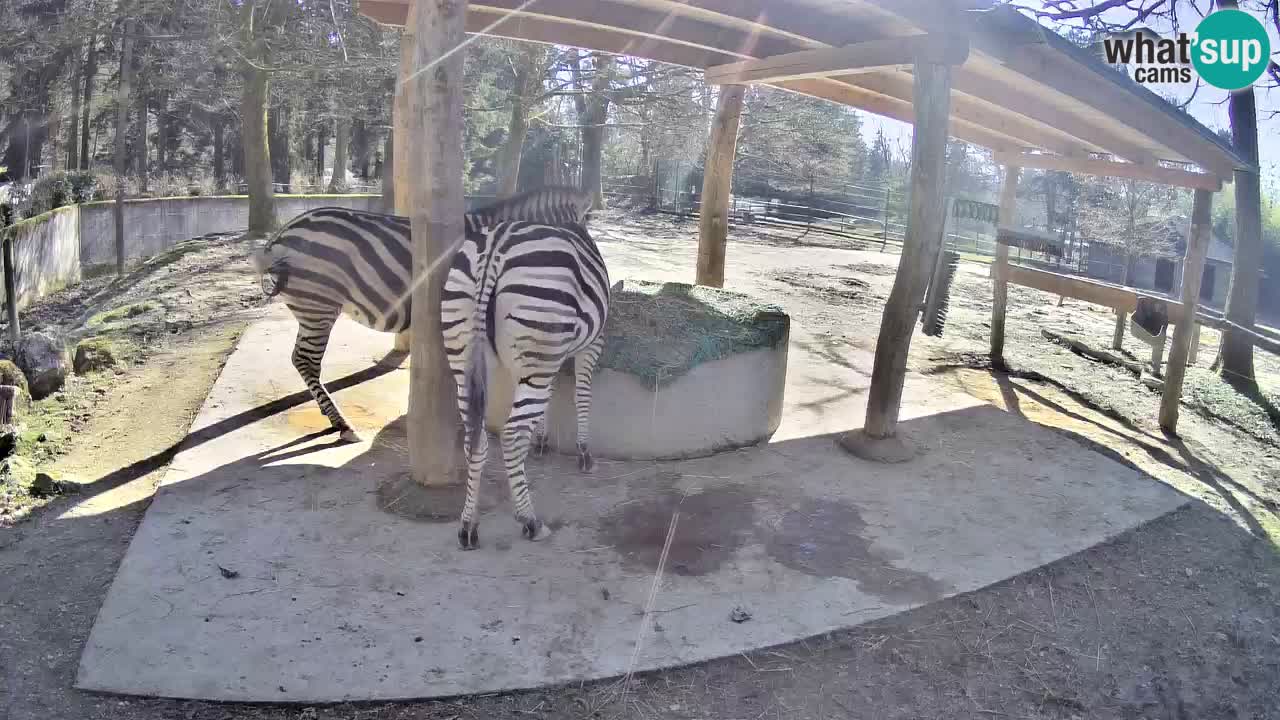 Camera en vivo Cebras in Ljubljana ZOO – Eslovenia