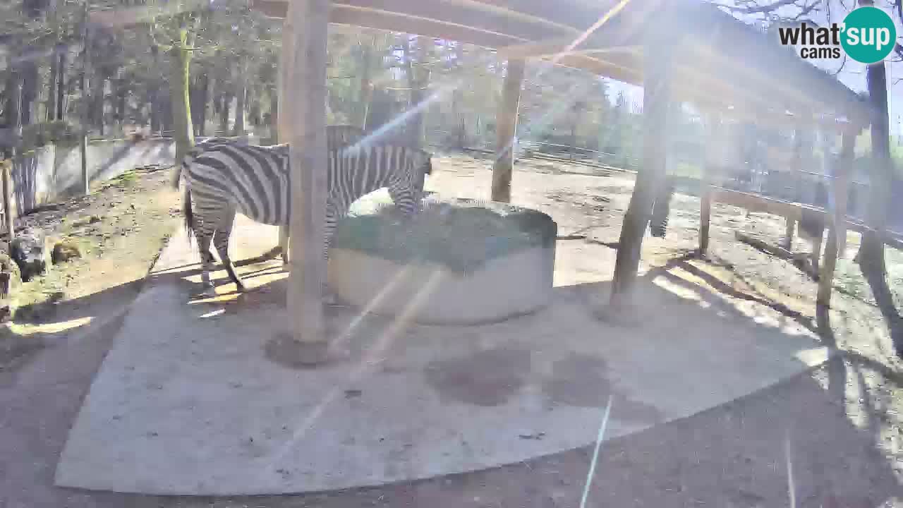 Camera en vivo Cebras in Ljubljana ZOO – Eslovenia