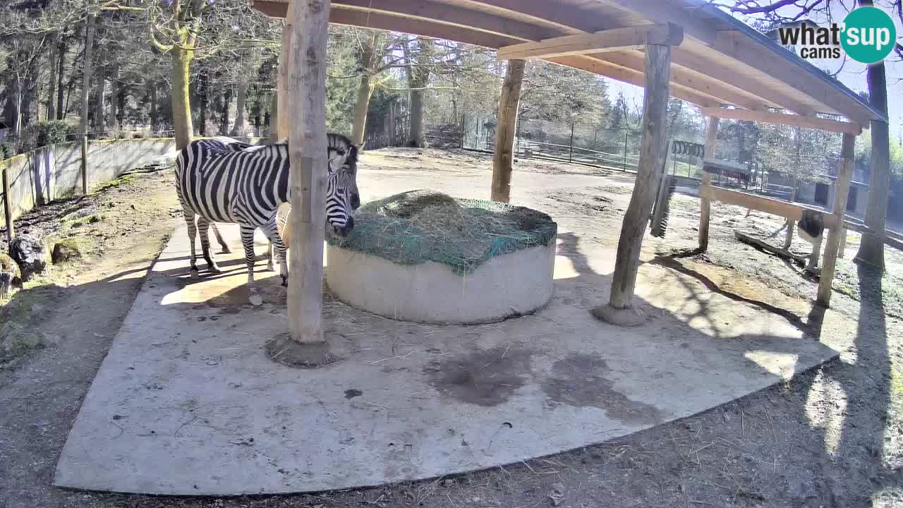 Zebre v živo v živalskem vrtu Ljubljana ZOO spletne kamere