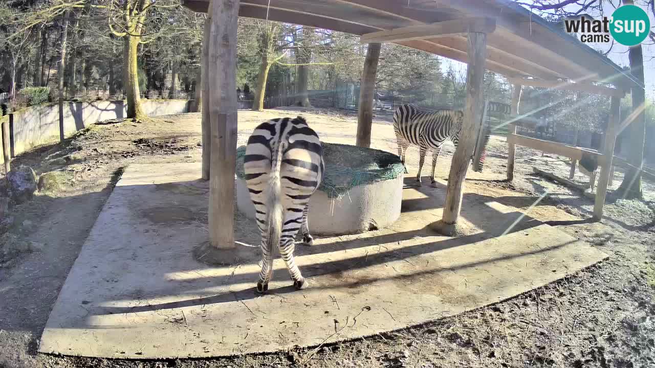 Camera en vivo Cebras in Ljubljana ZOO – Eslovenia