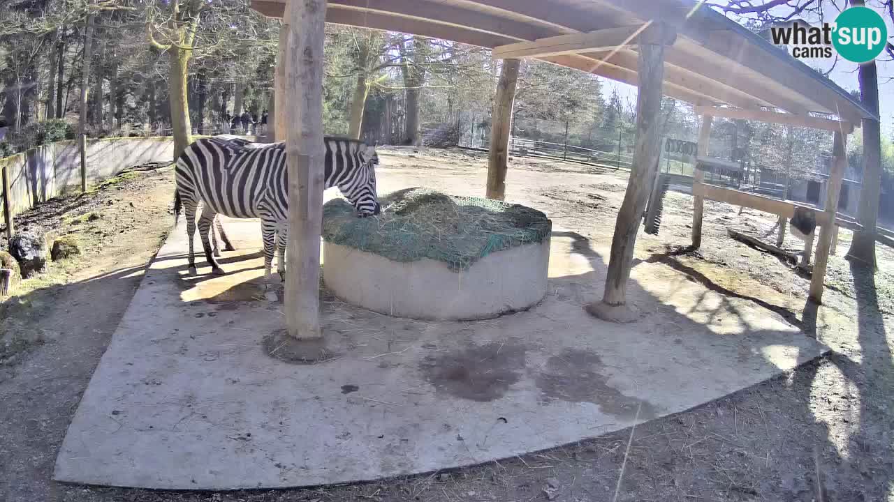 Live Webcam Zebras in Ljubljana ZOO – Slowenien