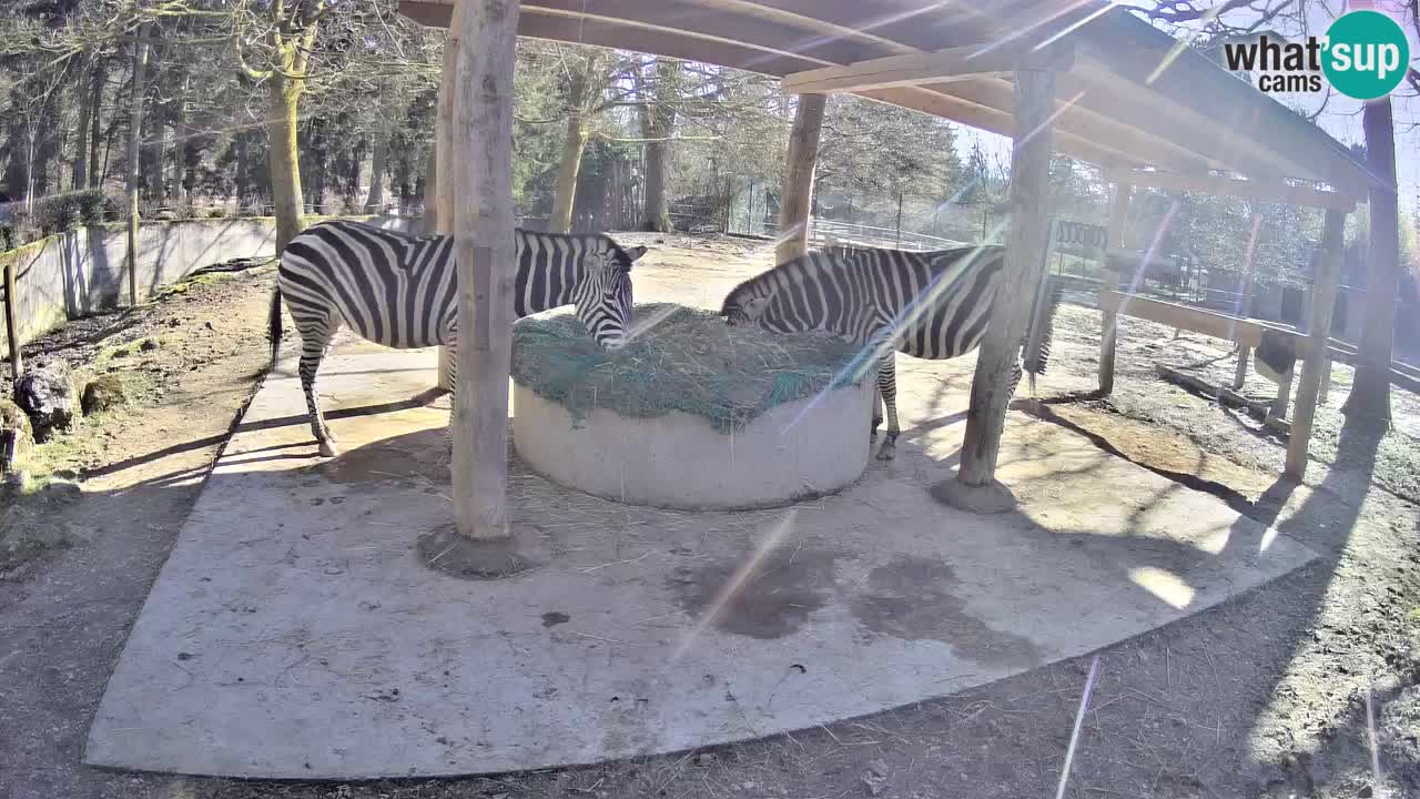 Live webcam Zebras in Ljubljana ZOO – Slovenia