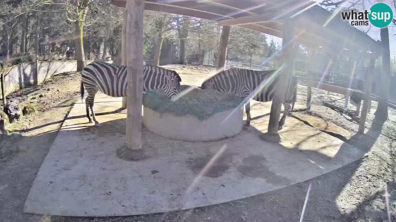 Le Zebre nello ZOO di Ljubljana – Slovenia Live webcam