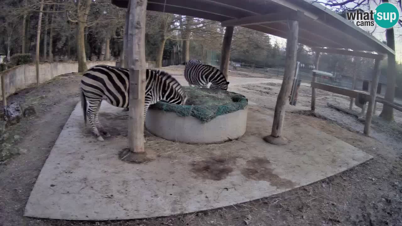 Camera en vivo Cebras in Ljubljana ZOO – Eslovenia