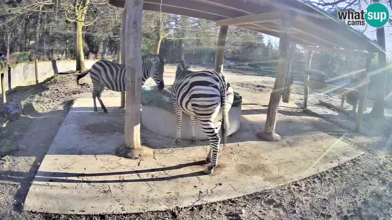 Web kamera uživo Zebras u ZOO Ljubljana – Slovenija