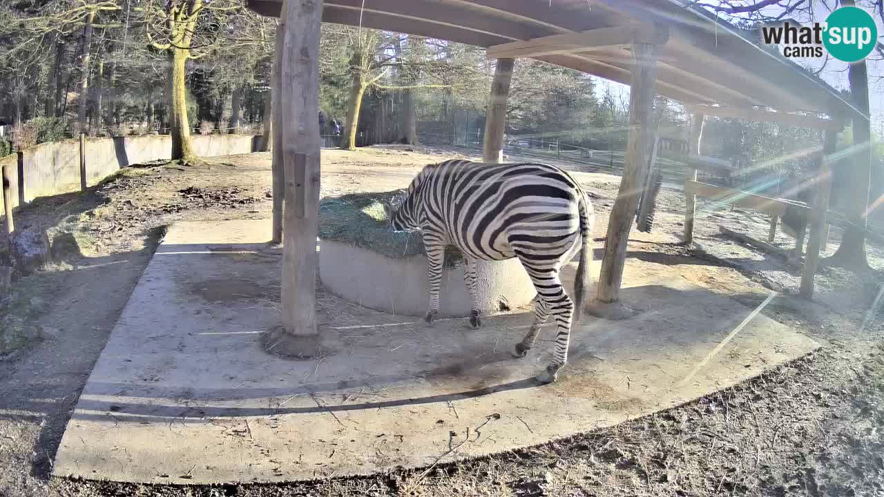 Web kamera uživo Zebras u ZOO Ljubljana – Slovenija