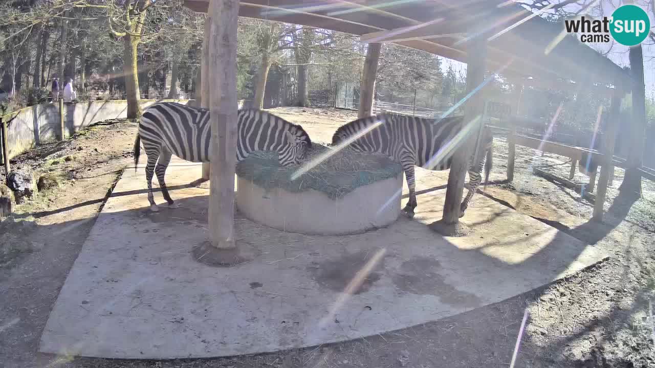 Web kamera uživo Zebras u ZOO Ljubljana – Slovenija