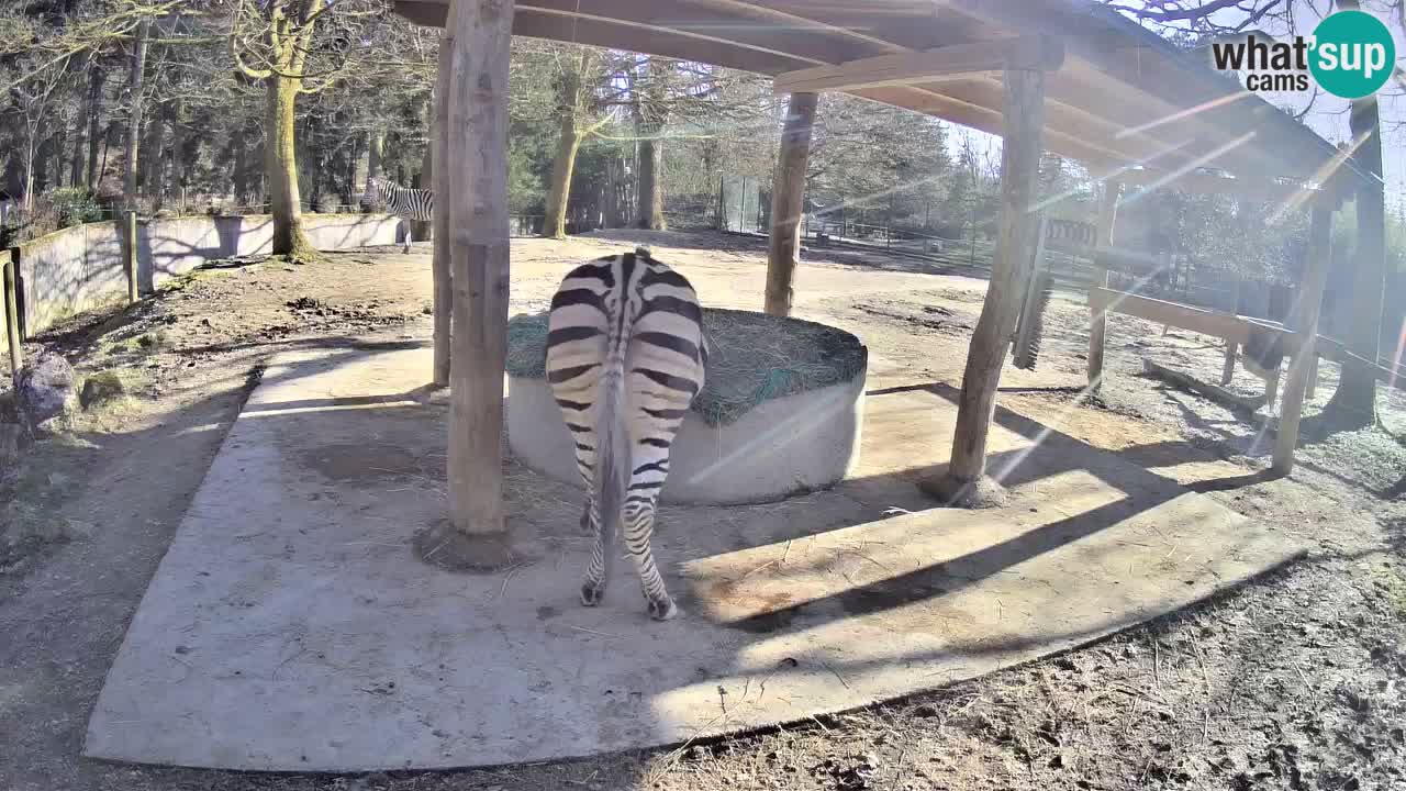 Web kamera uživo Zebras u ZOO Ljubljana – Slovenija