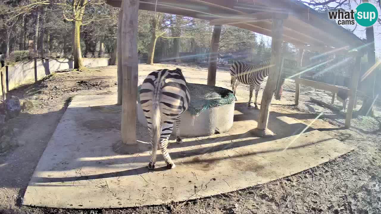 Live webcam Zebras in Ljubljana ZOO – Slovenia