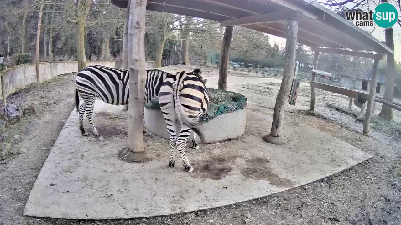Camera en vivo Cebras in Ljubljana ZOO – Eslovenia