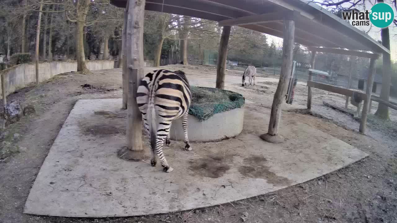 Live Webcam Zebras in Ljubljana ZOO – Slowenien