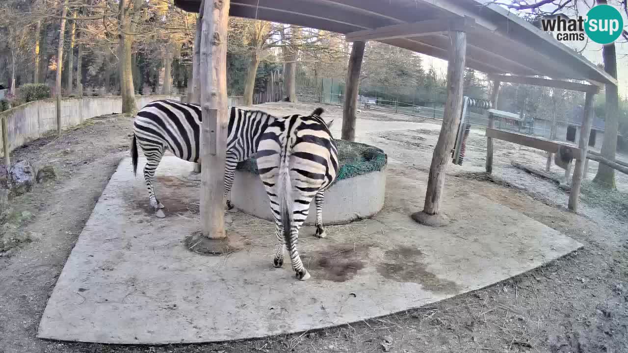 Live webcam Les zèbres in Ljubljana ZOO – Slovénie
