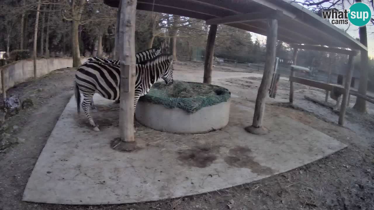 Web kamera uživo Zebras u ZOO Ljubljana – Slovenija