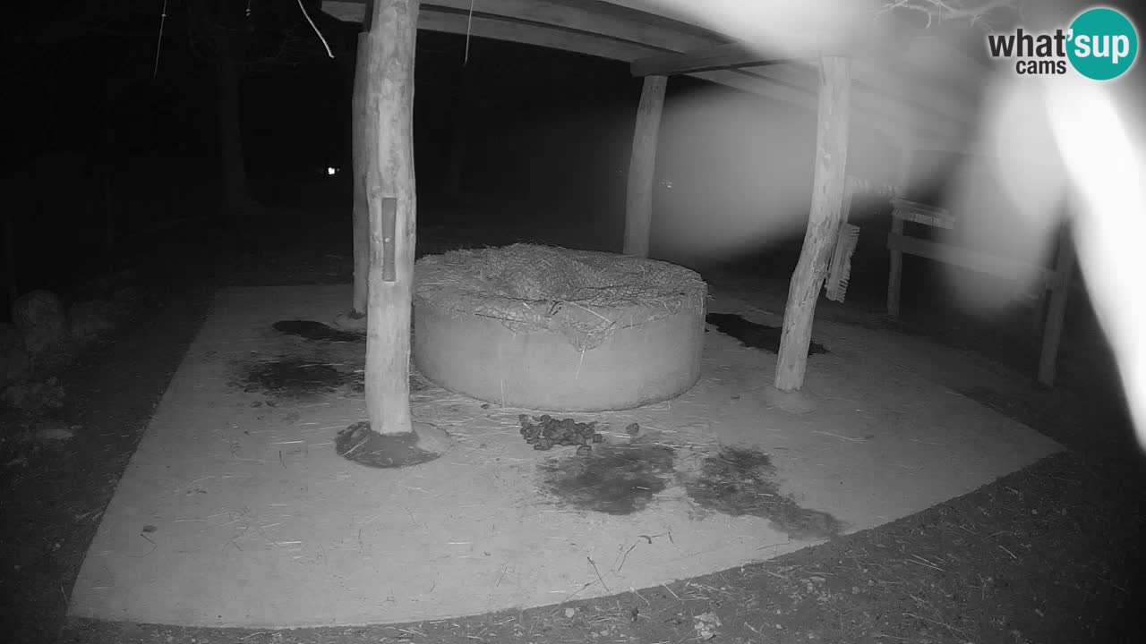 Live webcam Les zèbres in Ljubljana ZOO – Slovénie