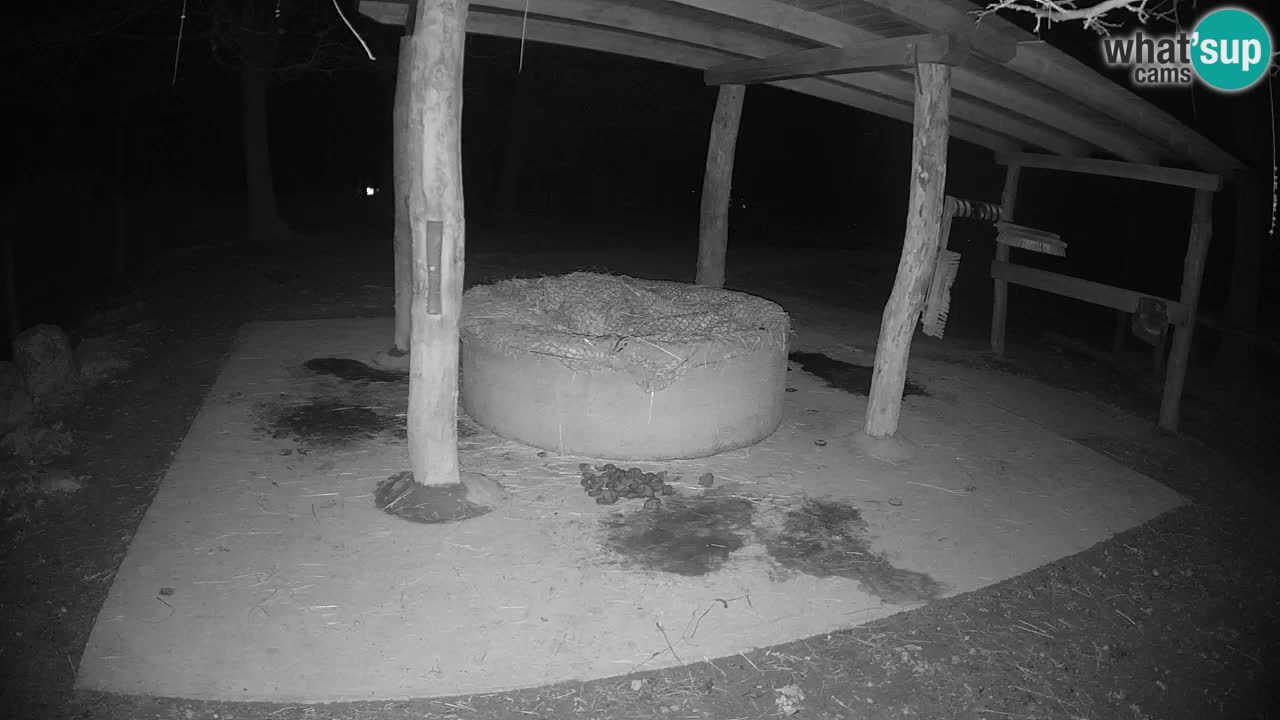 Le Zebre nello ZOO di Ljubljana – Slovenia Live webcam