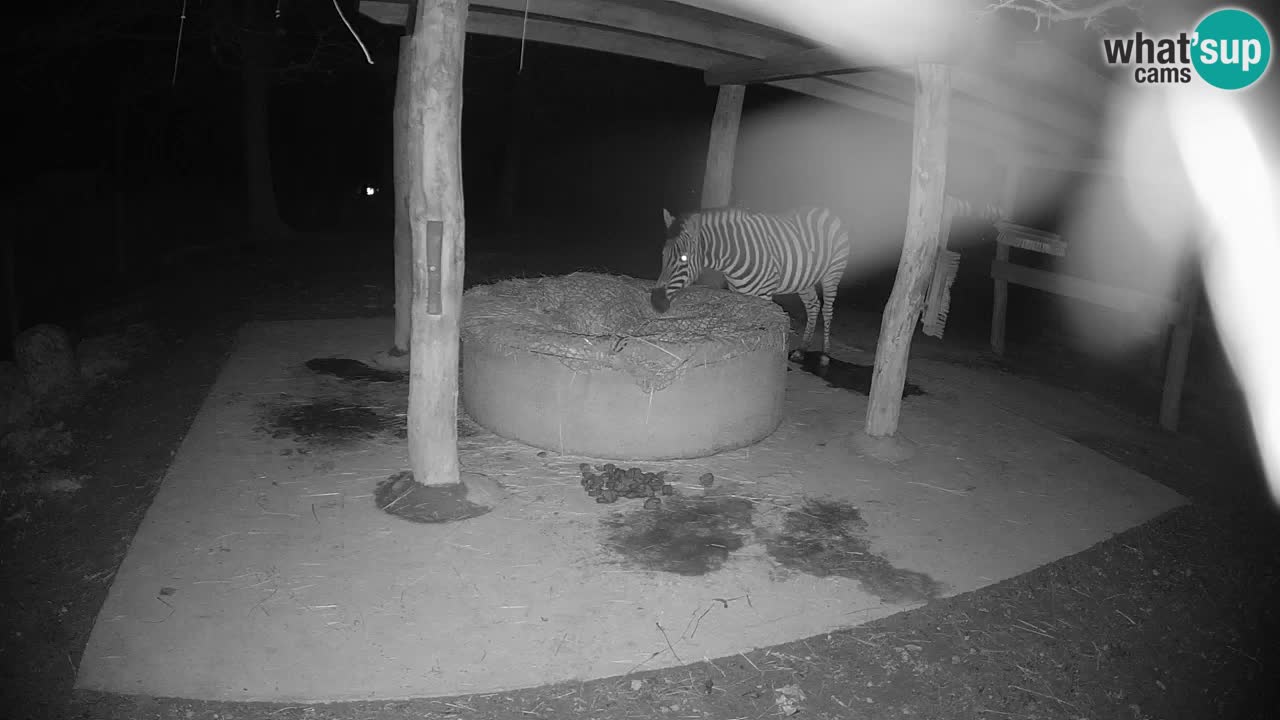 Le Zebre nello ZOO di Ljubljana – Slovenia Live webcam