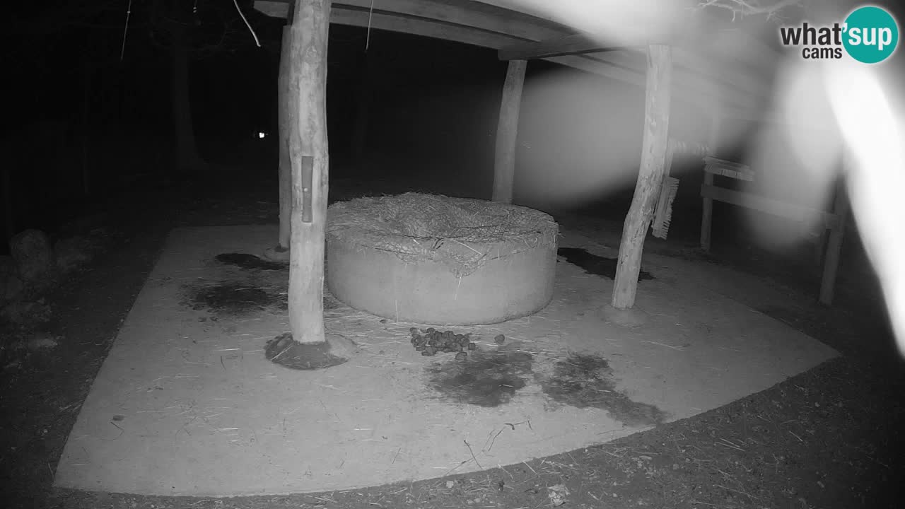 Le Zebre nello ZOO di Ljubljana – Slovenia Live webcam