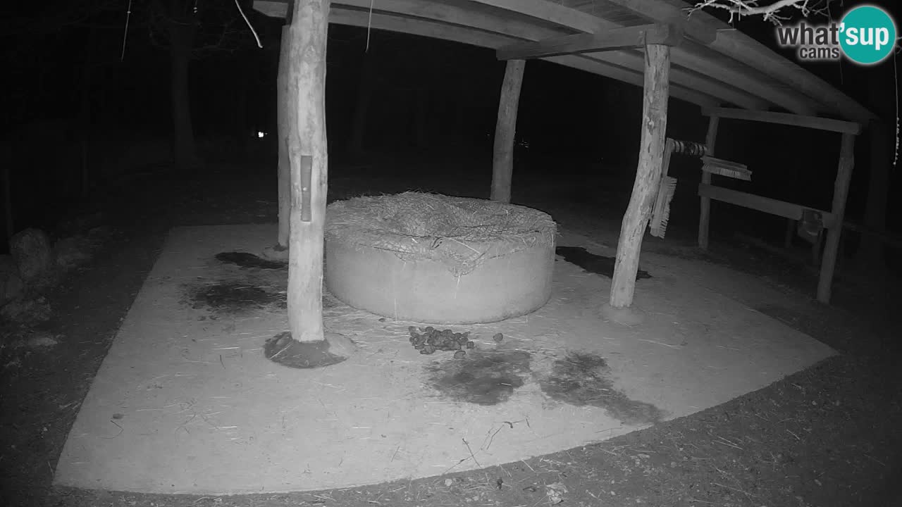 Live Webcam Zebras in Ljubljana ZOO – Slowenien