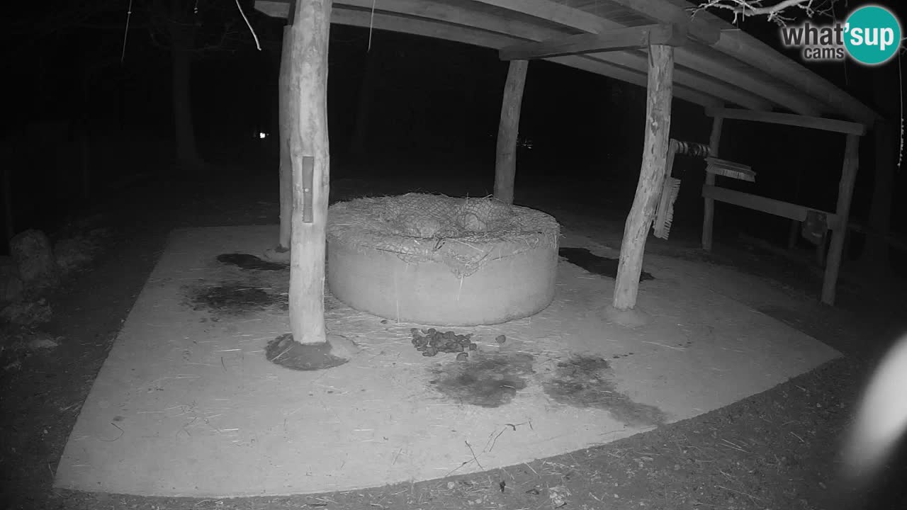 Le Zebre nello ZOO di Ljubljana – Slovenia Live webcam