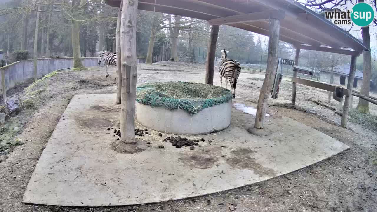 Live webcam Les zèbres in Ljubljana ZOO – Slovénie