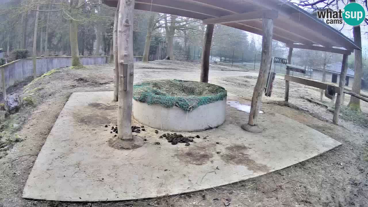 Camera en vivo Cebras in Ljubljana ZOO – Eslovenia