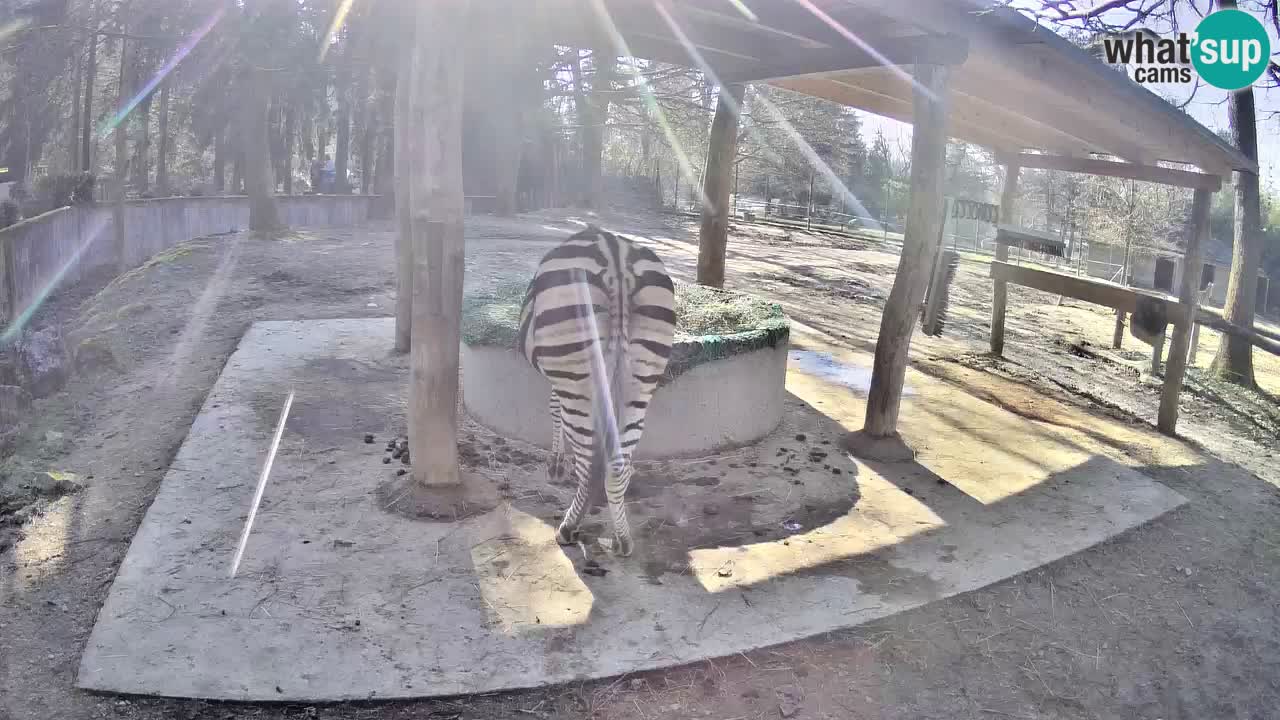 Zebre v živo v živalskem vrtu Ljubljana ZOO spletne kamere