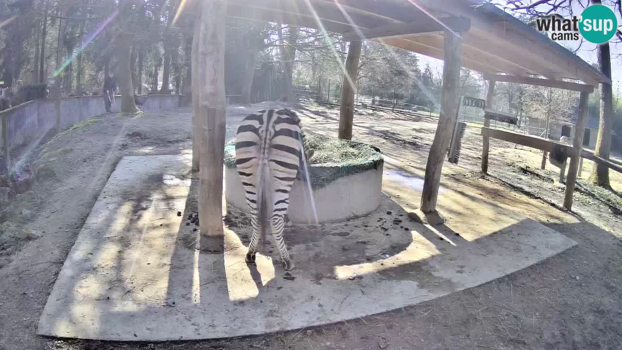 Camera en vivo Cebras in Ljubljana ZOO – Eslovenia