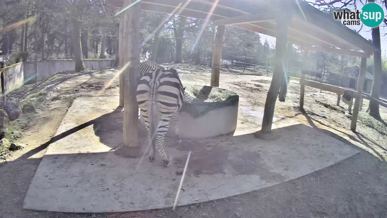 Le Zebre nello ZOO di Ljubljana – Slovenia Live webcam