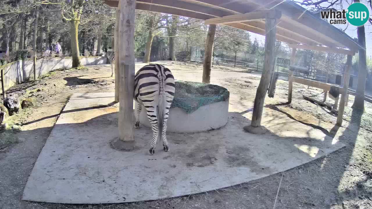 Zebre v živo v živalskem vrtu Ljubljana ZOO spletne kamere