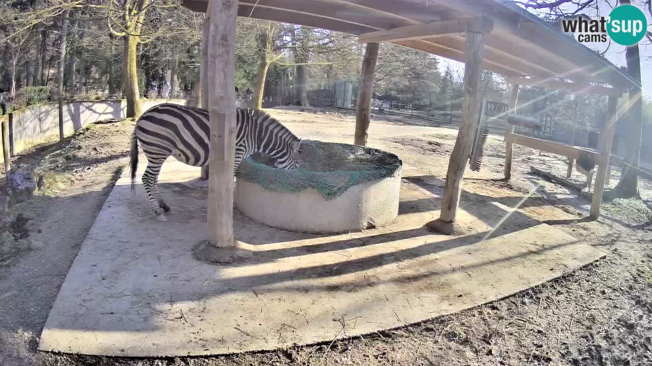 Zebre v živo v živalskem vrtu Ljubljana ZOO spletne kamere