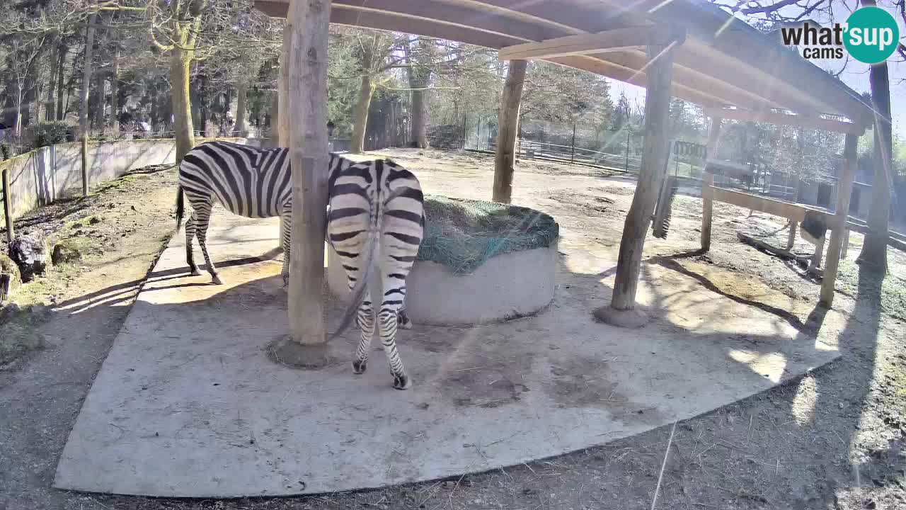 Le Zebre nello ZOO di Ljubljana – Slovenia Live webcam