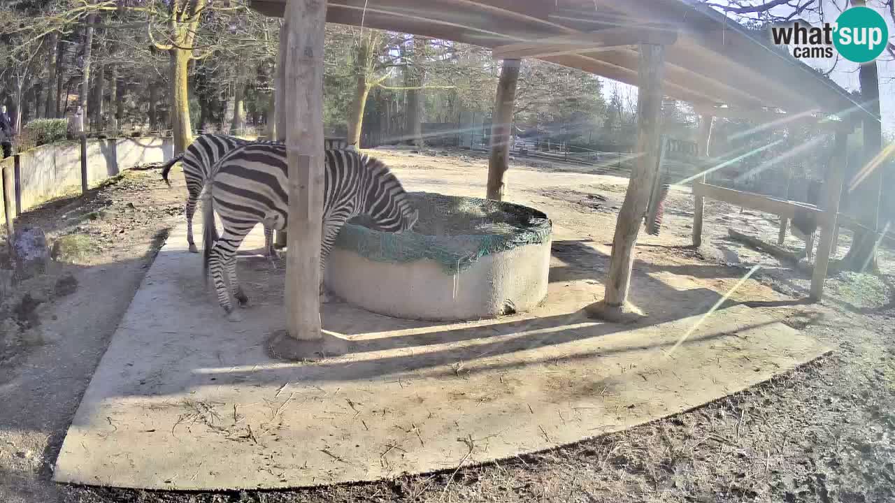 Web kamera uživo Zebras u ZOO Ljubljana – Slovenija