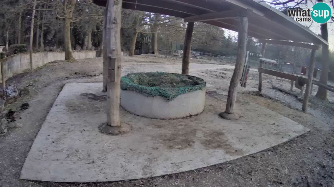 Web kamera uživo Zebras u ZOO Ljubljana – Slovenija