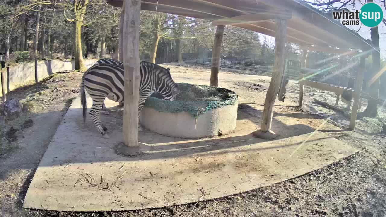Live Webcam Zebras in Ljubljana ZOO – Slowenien