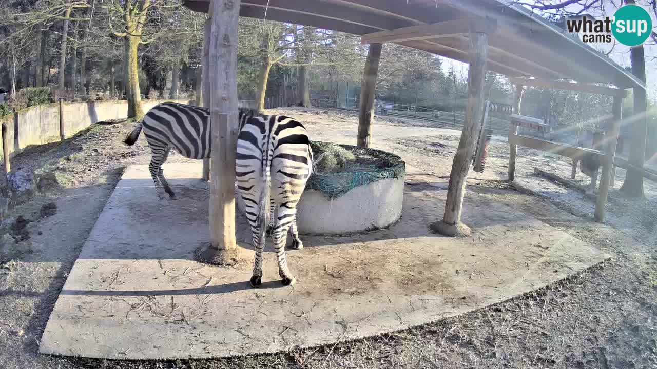 Le Zebre nello ZOO di Ljubljana – Slovenia Live webcam