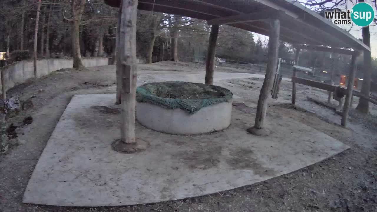 Live Webcam Zebras in Ljubljana ZOO – Slowenien
