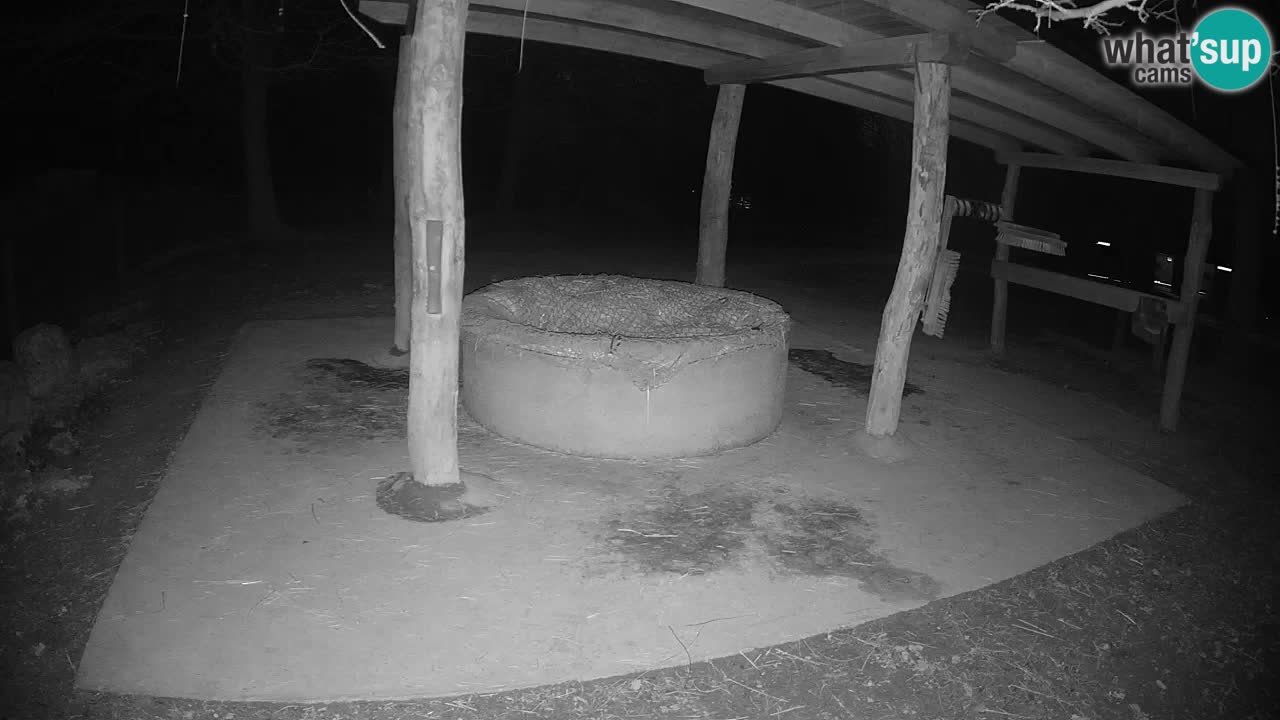 Camera en vivo Cebras in Ljubljana ZOO – Eslovenia