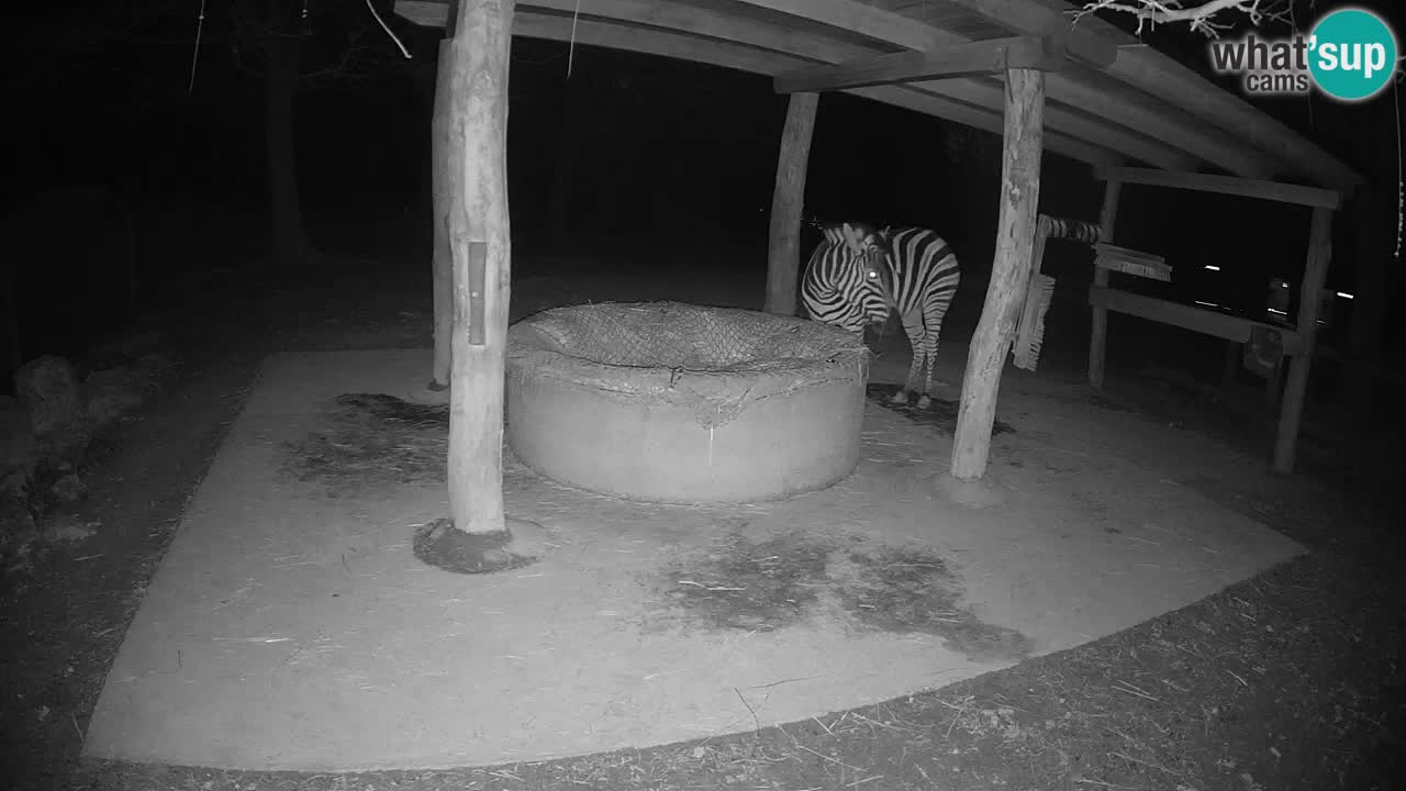Zebre v živo v živalskem vrtu Ljubljana ZOO spletne kamere