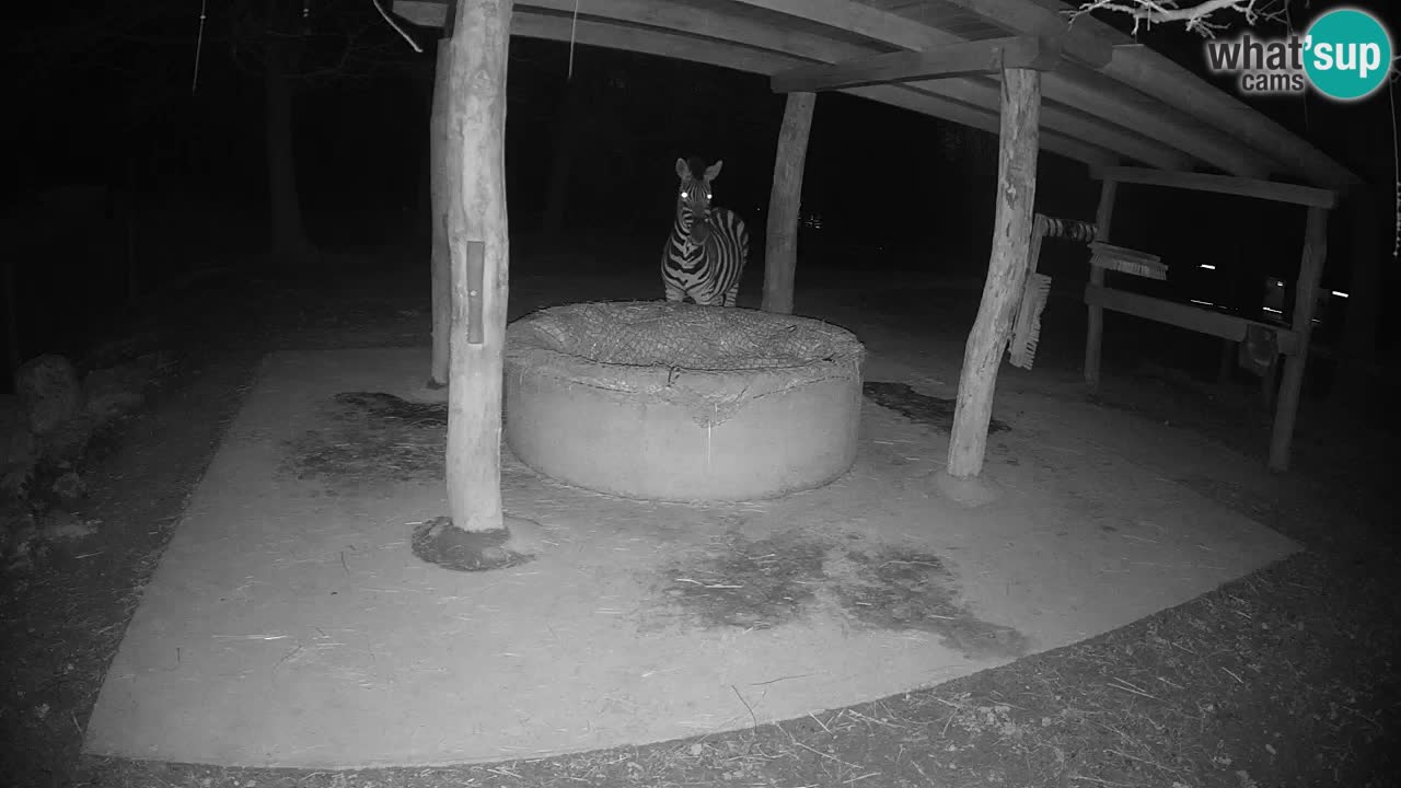 Zebre v živo v živalskem vrtu Ljubljana ZOO spletne kamere