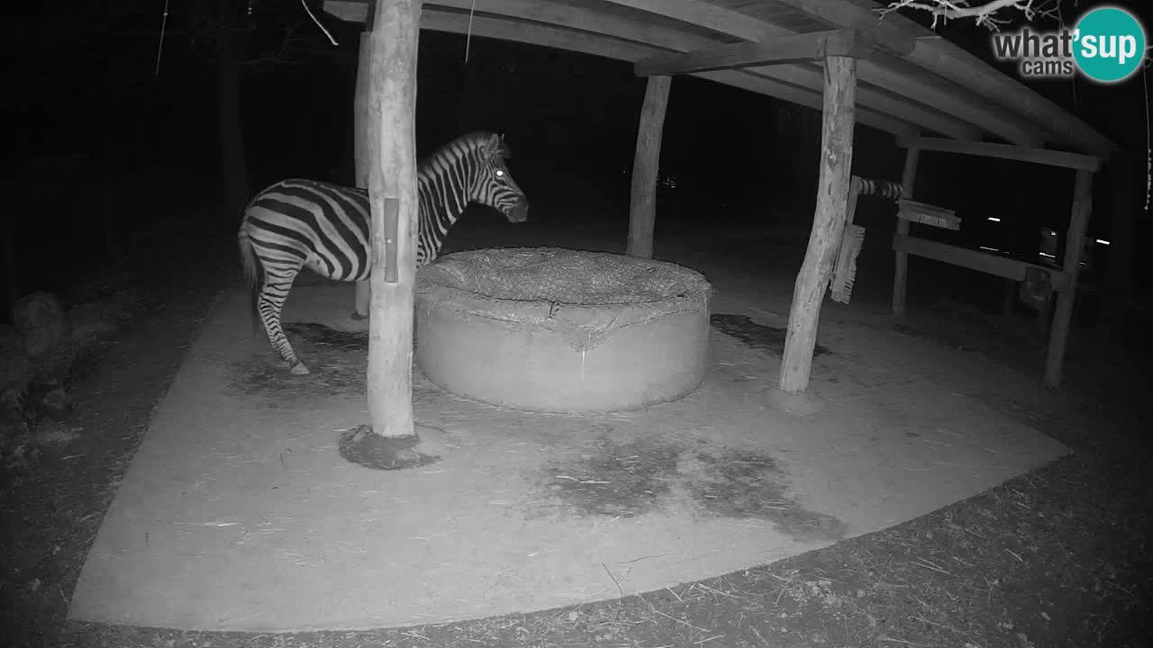Web kamera uživo Zebras u ZOO Ljubljana – Slovenija