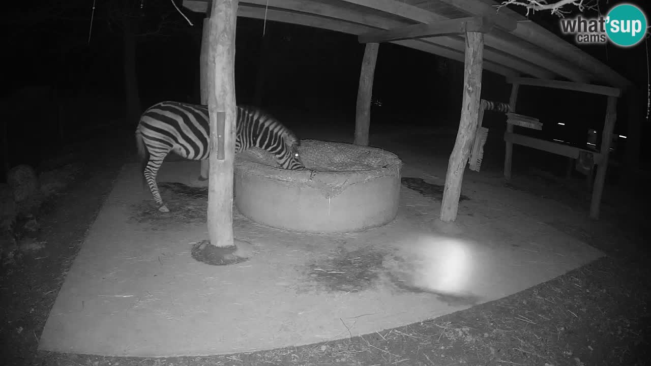 Live webcam Les zèbres in Ljubljana ZOO – Slovénie