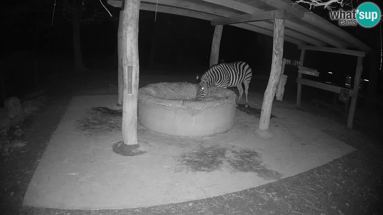Web kamera uživo Zebras u ZOO Ljubljana – Slovenija